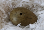 Curlew's egg