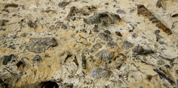 Fossil sea bed - close up