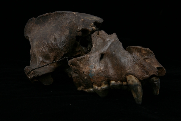 Hyaena Skull (smaller)